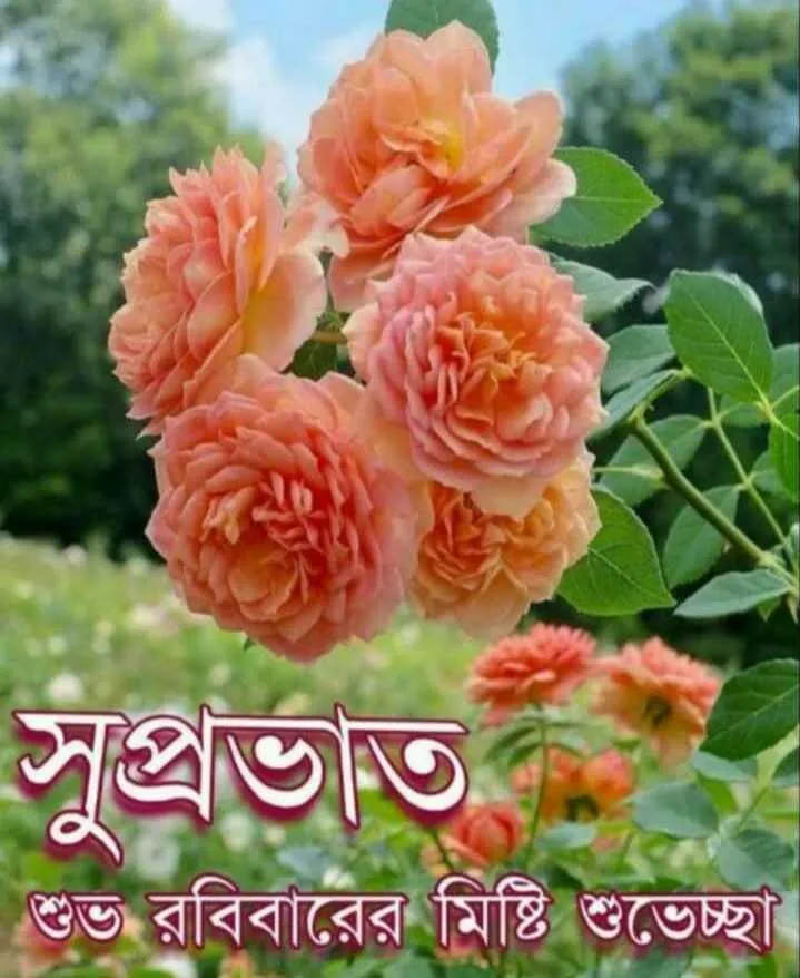 100 Best Images Videos 2021 শ ভ সক ল শ ভ রব ব র Whatsapp Group Facebook Group Telegram Group