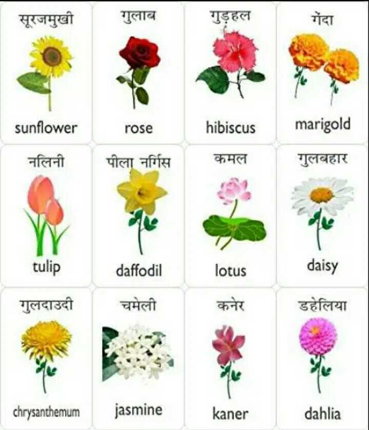 All Flowers Name With Image / Five Flowers name learning video for ...