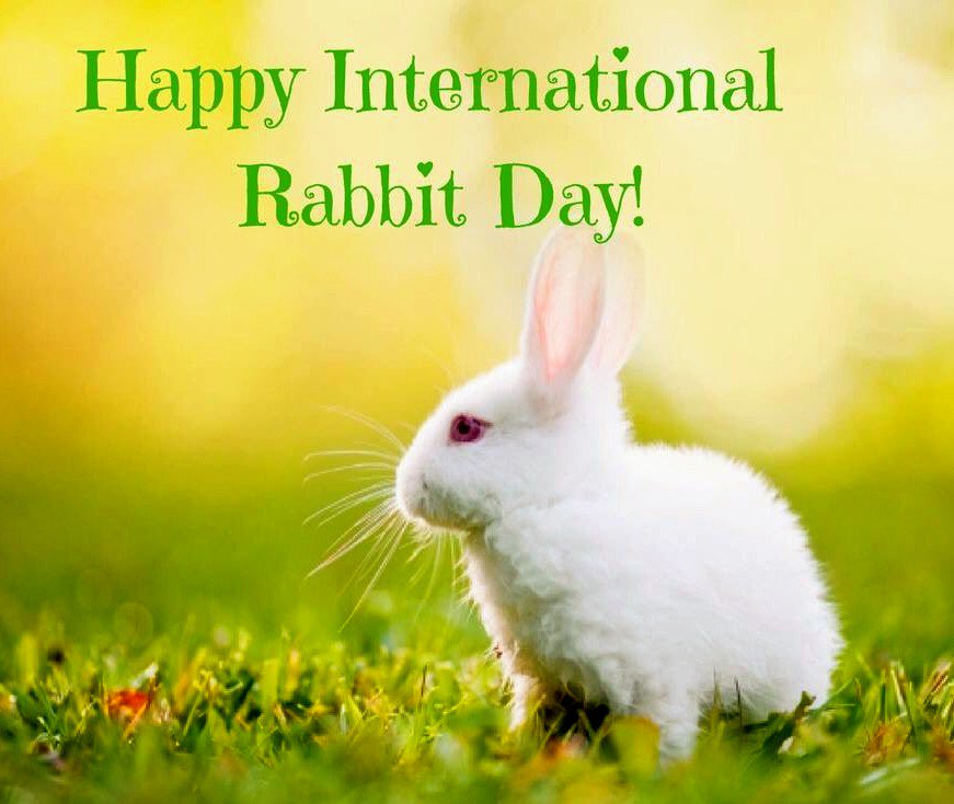 International Rabbit Day • ShareChat Photos and Videos