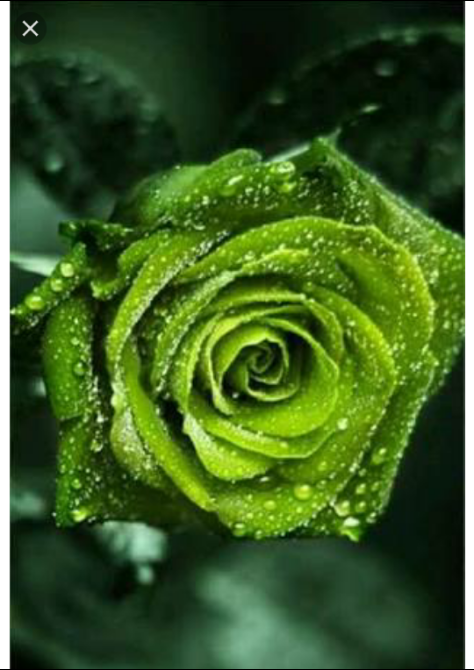 green rose image • ShareChat Photos and Videos