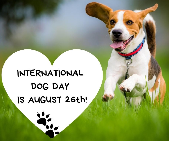 International Dog Day • ShareChat Photos and Videos