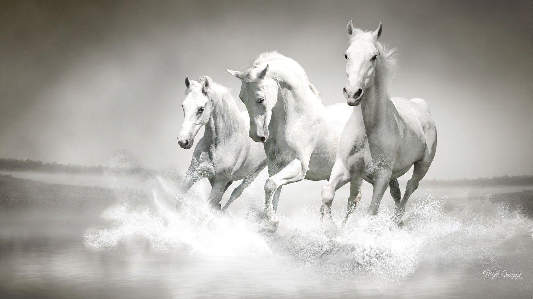 Тройка белых лошадей. Черная и белая лошадь. Белая лошадь БГ. Белый город конь.