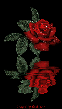 Beautiful Rose • ShareChat Photos and Videos