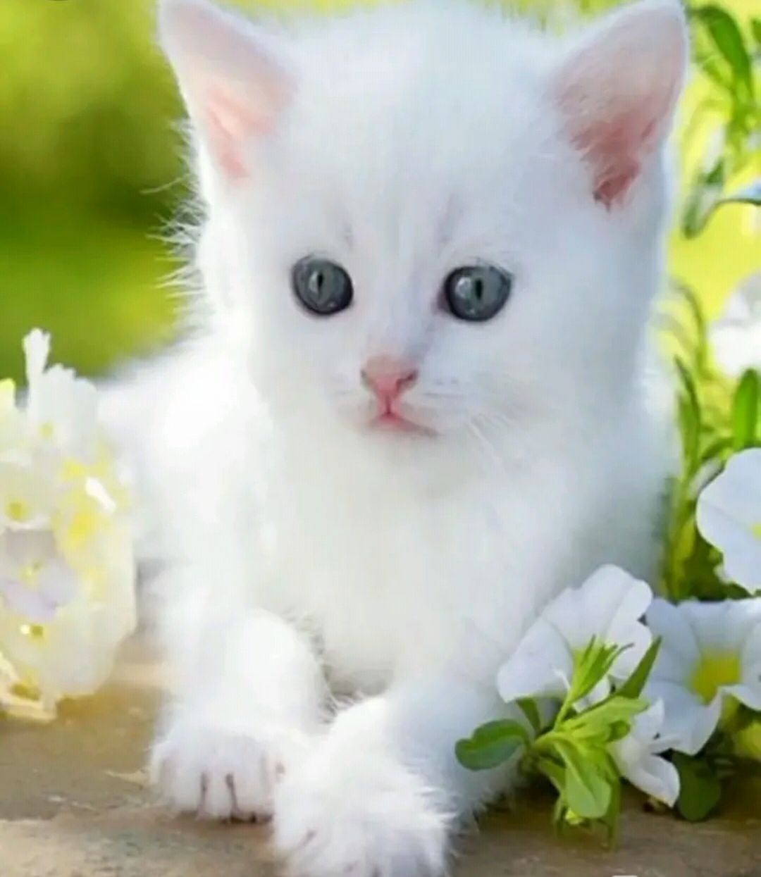 cute cat images • ShareChat Photos and Videos