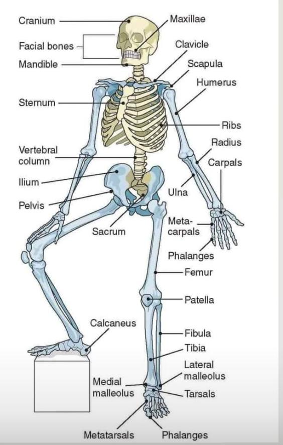 name a part of the body