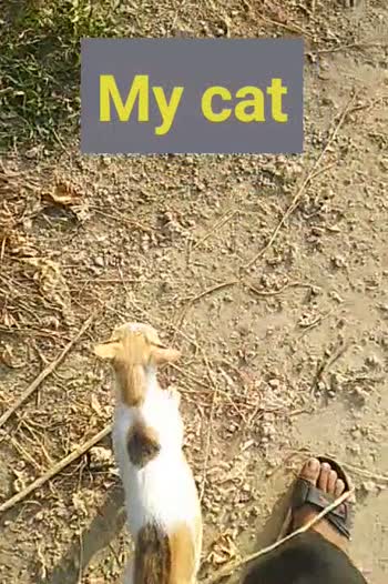 Cat • Sharechat Photos And Videos 