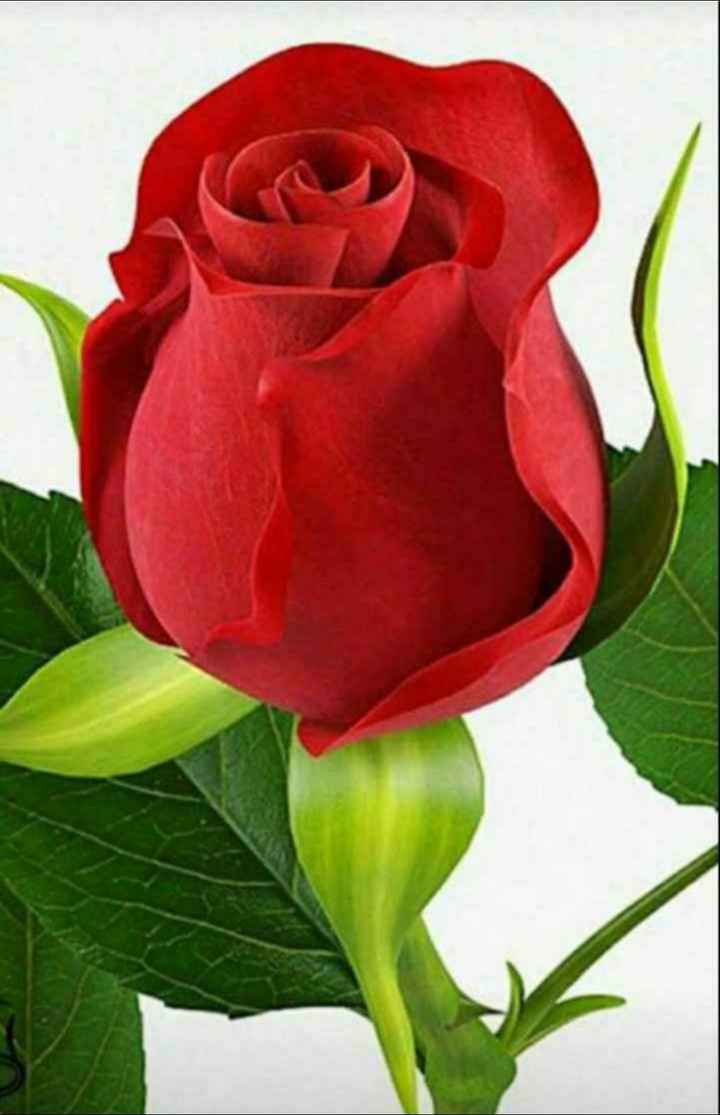 lovely rose  • ShareChat Photos and Videos
