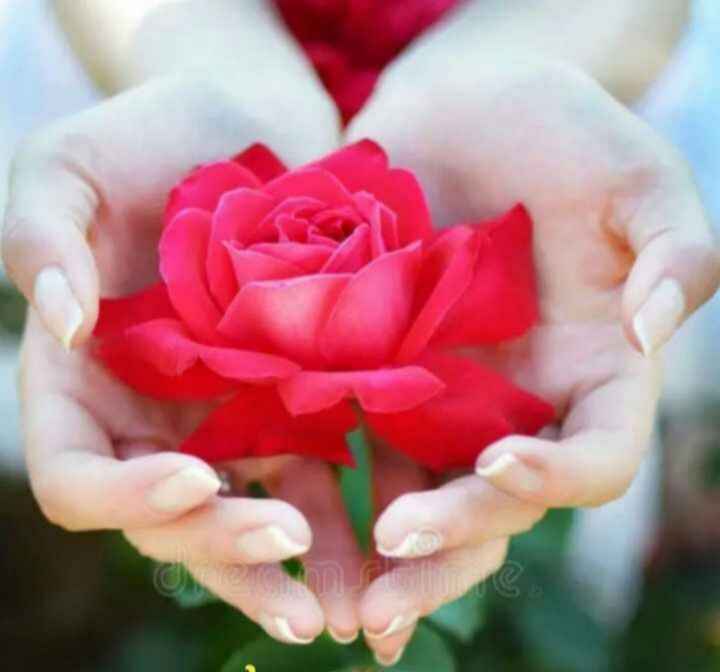 love rose Images seena - ShareChat ...