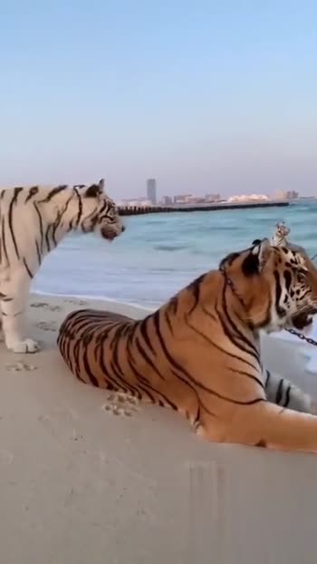 animal mating|animal mating video • ShareChat Photos and Videos