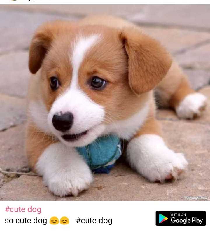 Cute Puppies Images For Whatsapp Dp aesthetic skins